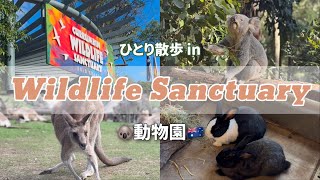 【オーストラリア】東海オンエアが来てた動物園にひとりで行ってみた🇦🇺