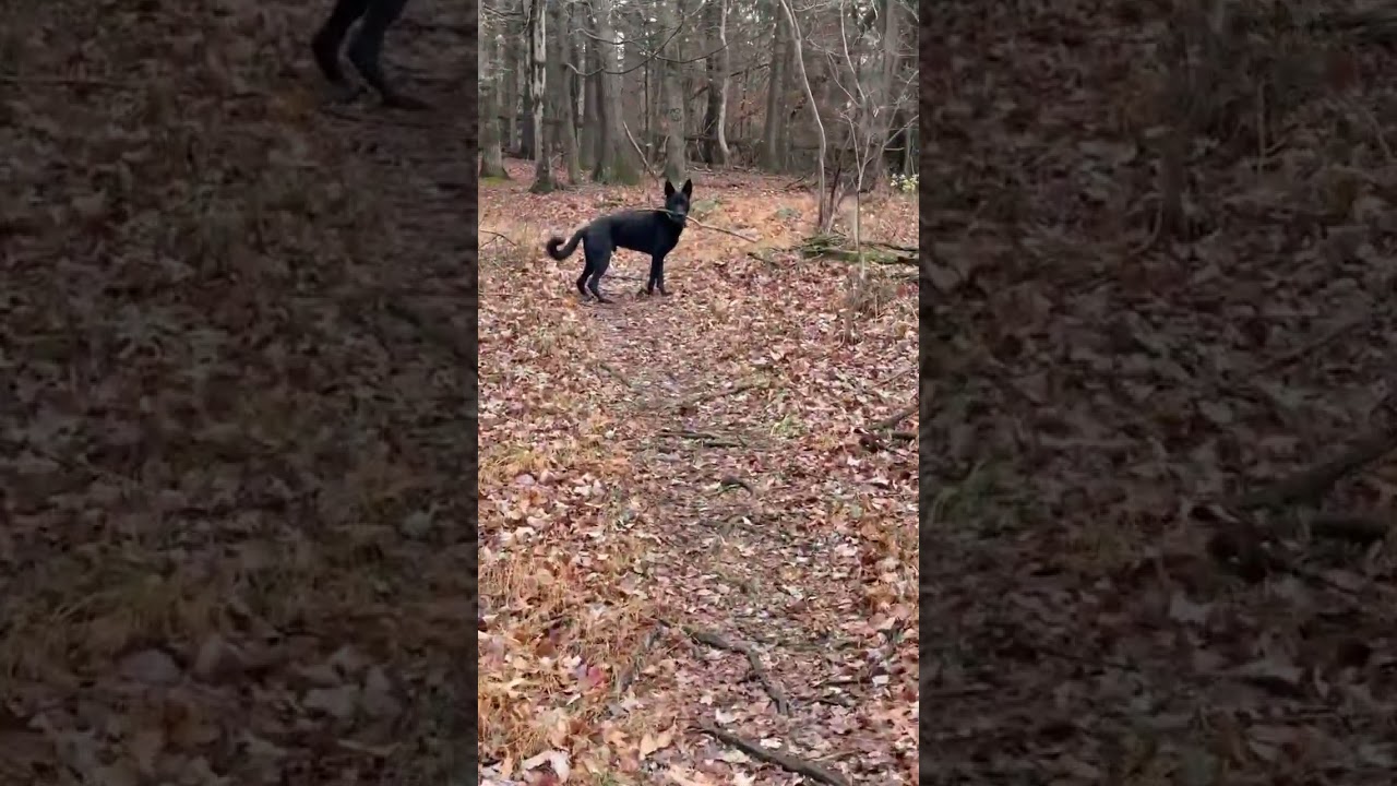 Enlarge Bruno, a Adoptable German Shepherd Dog in Bedford Hills, NY video 2/6