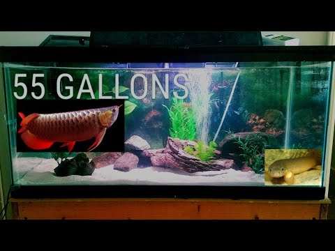 Tetra fish tank setup