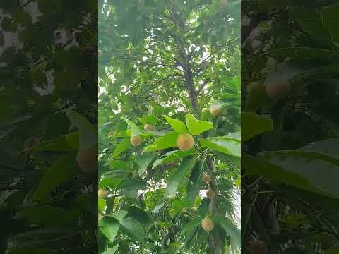 Beauty of  nature 🧡🧡🧡🧡 #love #video #suhaimanaharorni #viralvideo #weatherforecast #nature