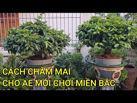 🔴 QBS23460 - CÁCH CHĂM SÓC MAI MIỀN BẮC CHO NGƯỜI MỚI TẬP CHƠI |THAY ĐẤT SANG CHẬU CHO CÂY MAI  VÀNG