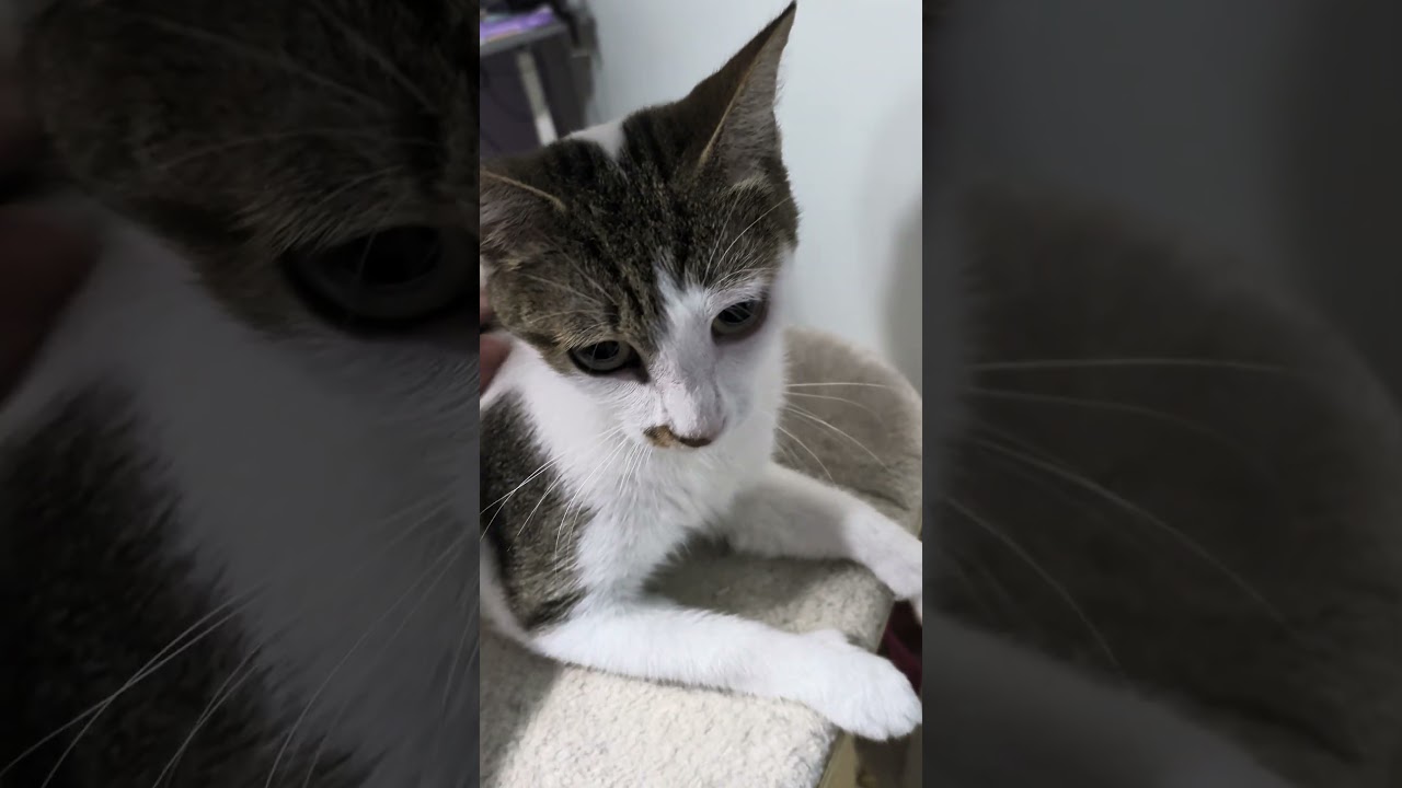 Enlarge Amelia Bedelia, a Adoptable mixed breed in Ellicott City, MD video 6/6