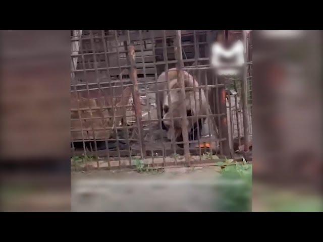 В Листвянке волонтеры обеспокоились судьбой зверя