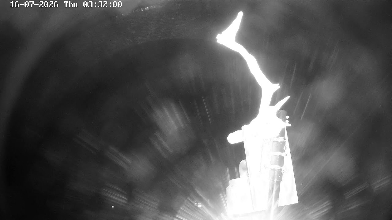 Live webcam view of Poole Harbour Ospreys Live Webcam