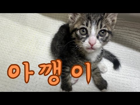 강아지만 키우던 사람이 냥줍을 하면 생기는 일