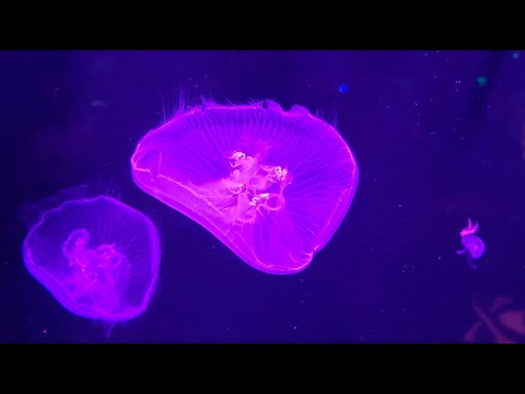 Walter Nakai - Soulmate (Music Video)