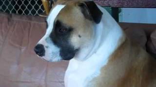 preview picture of video 'Its a Dogs Life Banora Point Staffy'