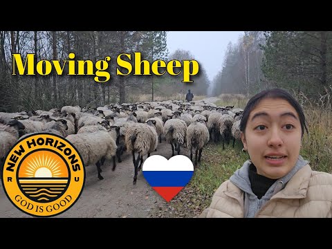 Moving the Sheep to New Horizons 🐑 Farming in RUSSIA 🇷🇺 ❤️ 