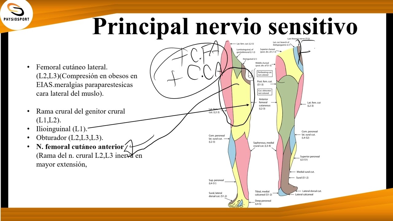 Anatomía de repaso miembro inferior 2.2 Región femoral anterior