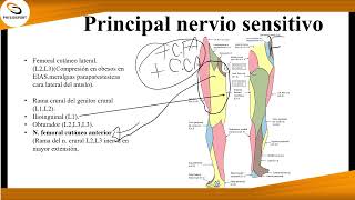Anatomía de repaso miembro inferior 2.2 Región femoral anterior