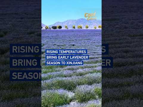 Rising temperatures bring early lavender season to Xinjiang