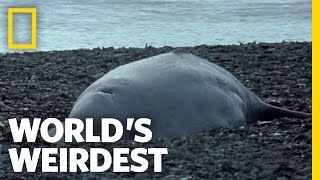World's Weirdest - Baby Beluga Beached
