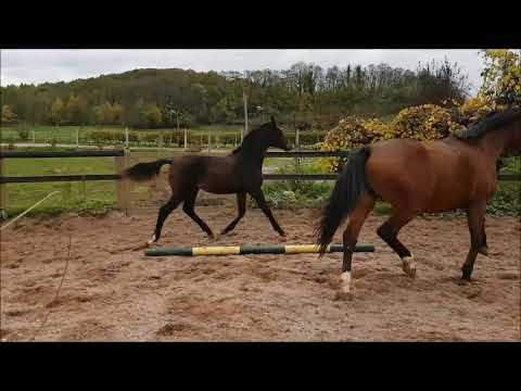 Chanel Mansolein Z by: Cantona TN x Big Star jr x Athlet Z