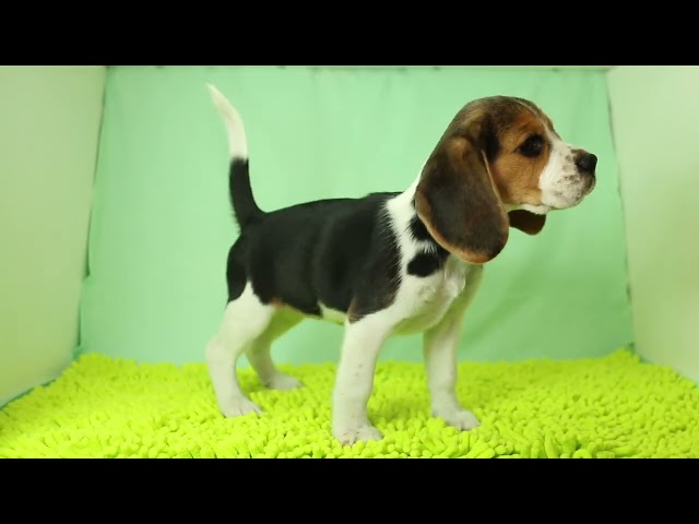 ブリーダー/ショップマロニエケンネル MARRONNIER KENNELのビーグルで番号が2999です