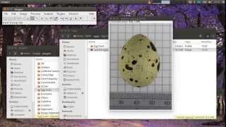 Egg shape, volume and surface area calculation tool
