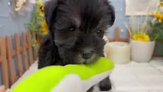 ミニチュアシュナウザーの動画01