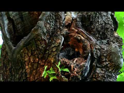 BARRED OWL MOM FEEDING HER BABIES