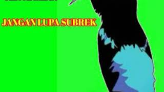 Download lagu đź”´Masteran konin ngerol tembak jeda 2 menit mp3 Download lagu đź”´Masteran konin ngerol tembak jeda 2 menit mp3