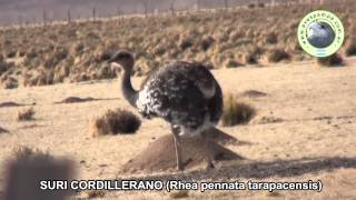 preview picture of video 'Suri Cordillerano Rhea pennata tarapacensis'