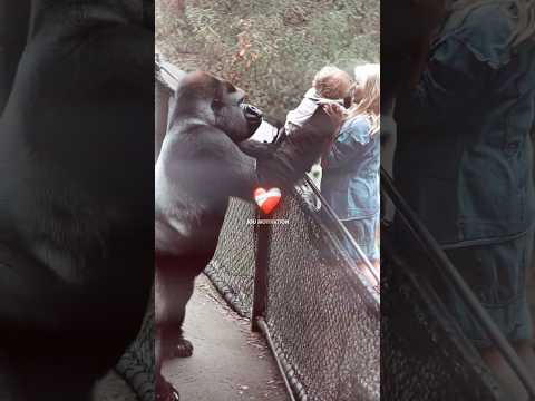 She Ended Up in the Gorilla’s Cage… But He Did This 🥹