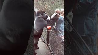 Download lagu She Ended Up in the Gorilla’s Cage… But He Did This 🥹 mp3