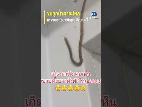 ขนลุกน้ำตาจะไหล ตะขาบอะไรยาวใหญ่ได้ขนาดนี้