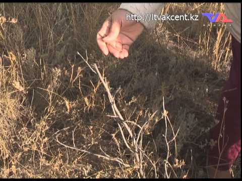 Лисаковск, выпуск программы «День» от 14 августа 2015г