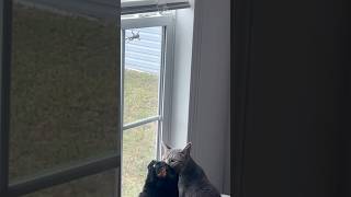 Download lagu A wild lizard appears… and the cats LOSE IT 😹🦎💥 mp3 Download lagu A wild lizard appears… and the cats LOSE IT 😹🦎💥 mp3