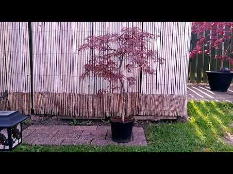 download lagu mp3 mp4 Crimson Queen Japanese Maple Price, download lagu Crimson Queen Japanese Maple Price gratis, unduh video klip Crimson Queen Japanese Maple Price