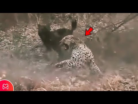 INCREDIBLE WILD DOGS END LEOPARD