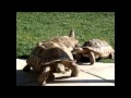 Learning From The Sacred Turtle