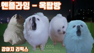 N.Flying(엔플라잉) - Rooftop(옥탑방) 강아지 리믹스