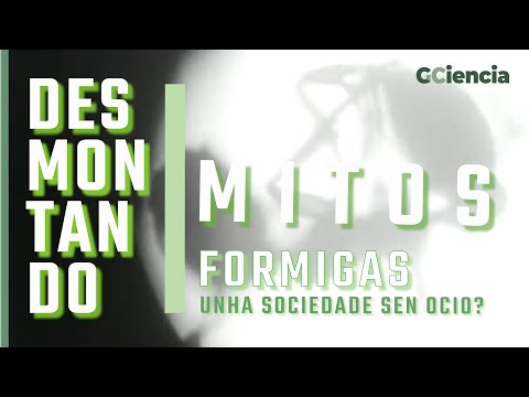 Vídeo: As formigas, unha sociedade sen ocio?