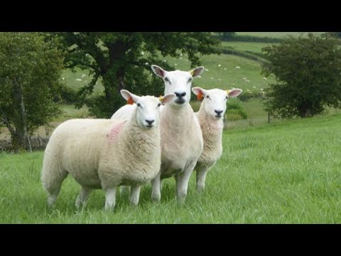 , title : 'Lleyn Sheep | Fine Welsh Lamb'