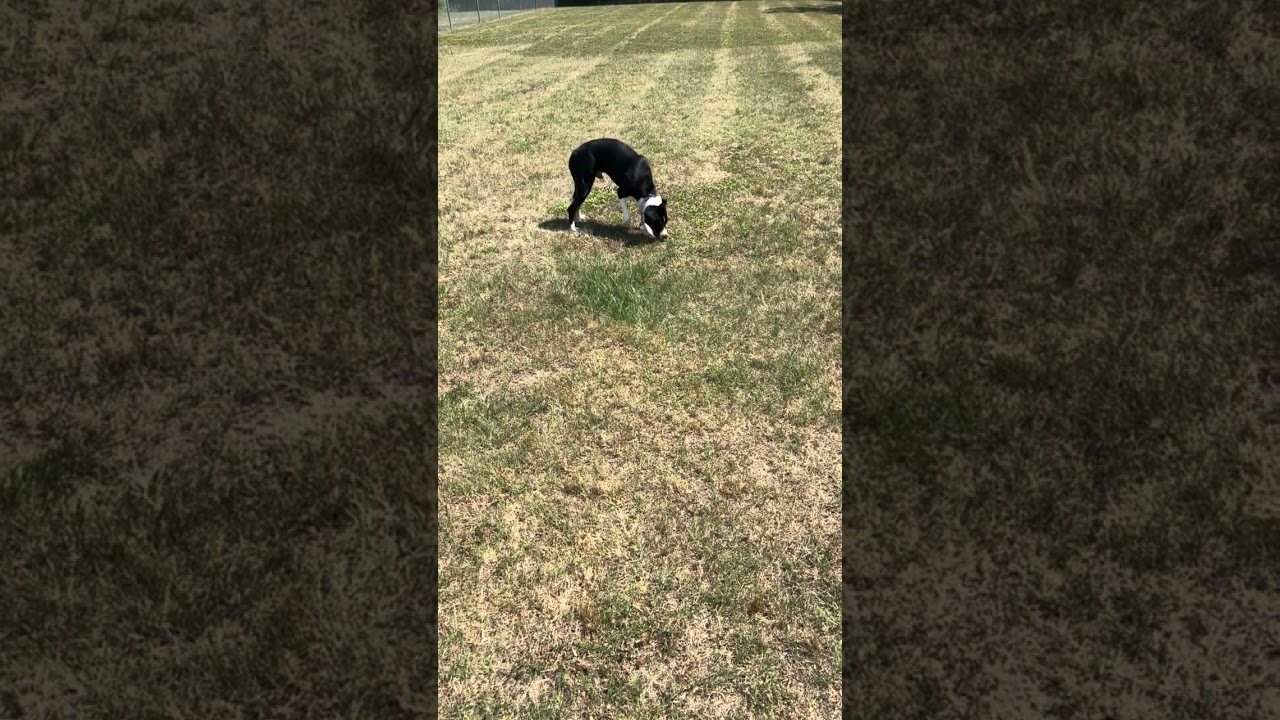 Hendrix, a Adoptable mixed breed in Rocky Mount, NC video 3/3