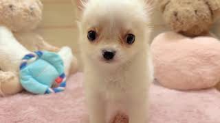 チワワ(ロング)の動画01