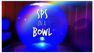 How to Set Up a SPS Reef in a Bowl - Reef Bowl October 2019 Update