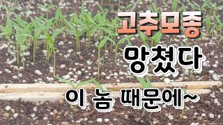 쥐들 습격에 고추모종 반은 망했다 ~ 쥐잡는법