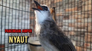 Download lagu trucukan gacor TARUNG ROPEL PANJANG pancingan trucukan agar bunyi jadikan burung trucuk gacor EMOSI mp3