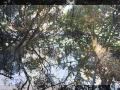 Павел Кушнир - "Времена года" Чайковского (фрагмент) 