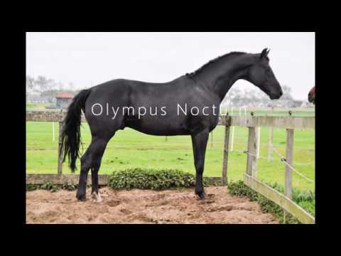 Olympus Nocturn (Negro x Quaterback)