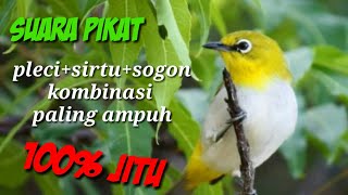 Download lagu Suara pikat pleci sirtu sogon kombinasi paling jitu mp3