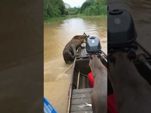 Capibara huyendo de un Jaguar en el agua... Jamás lo había visto