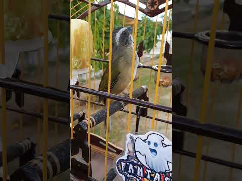 TRINCA FERRO 3 NOTAS BOI ORIGINAL #passaros #criarepresevar #aves #trincaferro #birds #passarinho