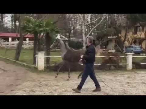 Solstis arabians Amazing Grace SA Show