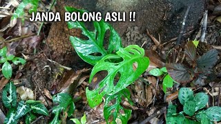 Download lagu Dapat monstera jabol dulunya viral sekarang terabaikan (H110) mp3 Download lagu Dapat monstera jabol dulunya viral sekarang terabaikan (H110) mp3