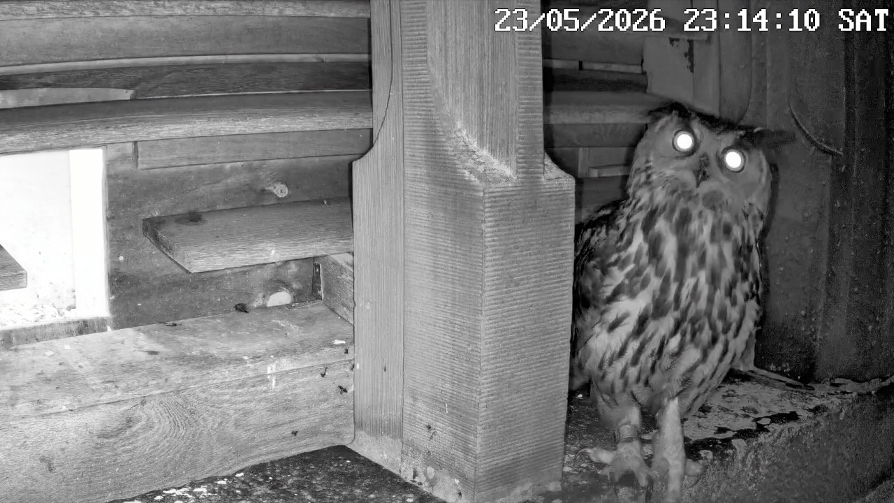 Der Uhu sucht seine von den Turmfalken gefressene Beute | 24.05.2026