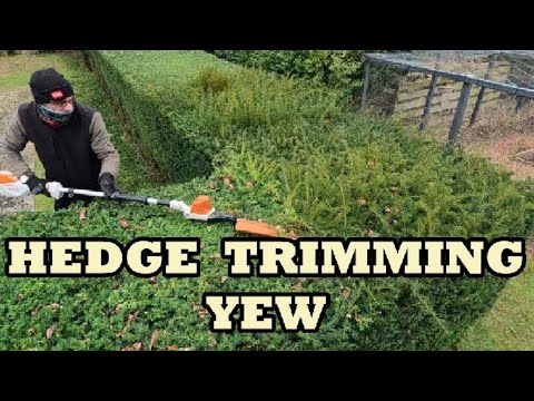 Hedge trimming Yew, The professional way