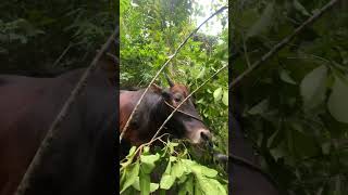 Download lagu #nature#provincelife#bukidlife##cowlover#freshair#trendingshorts#shortvideo#shortsviral mp3