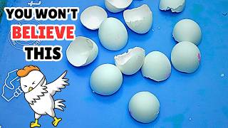 Look What He Does With Eggshells.